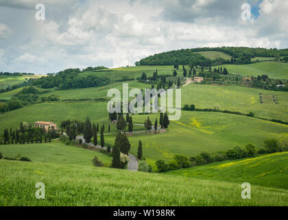 Cypress Road in der Nähe der kleinen Ortschaft Monticchiello, Toskana, Italien Stockfoto