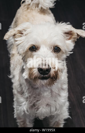 Hohe Betrachtungswinkel Portrait eines älteren Ganaraskan Hund, auf einem Boden zu Hause stehen, in die Kamera schaut, selektive konzentrieren. Stockfoto