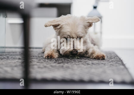 Porträt einer Ganaraskan Hund, auf dem Teppich zu Hause, Essen ein Genuss, selektive konzentrieren. Stockfoto