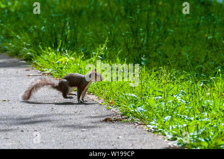 Junvenile graue Eichhörnchen Stockfoto