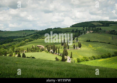 Cypress Road in der Nähe der kleinen Ortschaft Monticchiello, Toskana, Italien Stockfoto