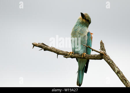 Europäische Rolle Vogel thront auf einem Baum posiert und das Hören auf die Geräusche der wilden Stockfoto