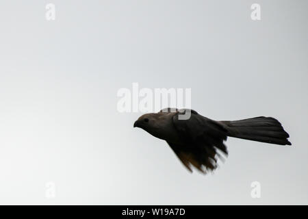 Grau - weg Vogel fliegen in der Krüger Nationalpark in Südafrika Stockfoto