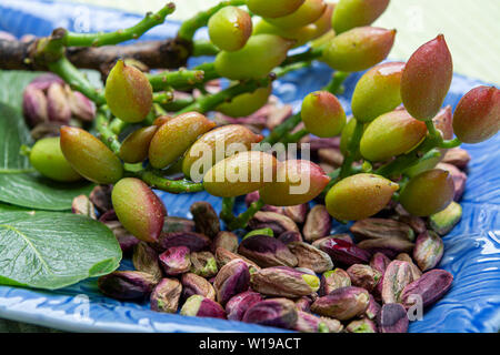 Smaragdgrün, Pistazien, Nüsse und Pistazien tree branch von Bronte, an den Hängen des Mt. Ätna, Sizilien, Italien, regionale Produkt Stockfoto