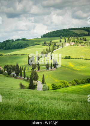 Cypress Road in der Nähe der kleinen Ortschaft Monticchiello, Toskana, Italien Stockfoto