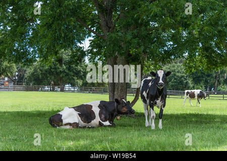 Ackerland Schwarze & Weiße Kühe unter Schatten Baum in Weirsdale, Florida, USA Stockfoto