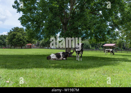 Ackerland Schwarze & Weiße Kühe unter Schatten Baum in Weirsdale, Florida, USA Stockfoto