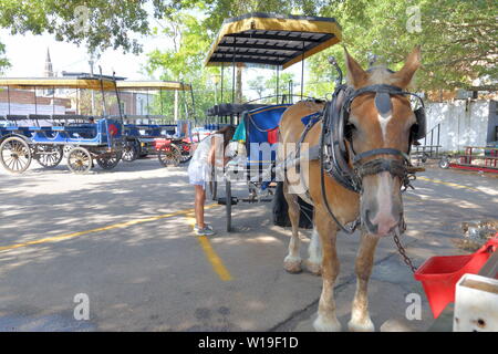 Pferd und Wagen arbeitet für touristische Touren, Lüfter zu kühlen Pferde, viel Wasser, Persönliche Baden der Pferde, Stallungen, offene Türen, Besucher willkommen Stockfoto