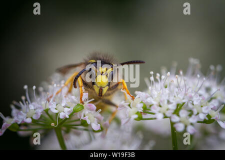 Baum Wespe (Dolichovespula sylvestris) mit seinen kaum dort Nase Ort thront zwischen Kuh Petersilie wildflower Köpfe (Anthriscus sylvestris). Interestin Stockfoto