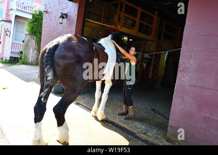 Pferd und Wagen arbeitet für touristische Touren, Lüfter zu kühlen Pferde, viel Wasser, Persönliche Baden der Pferde, Stallungen, offene Türen, Besucher willkommen Stockfoto