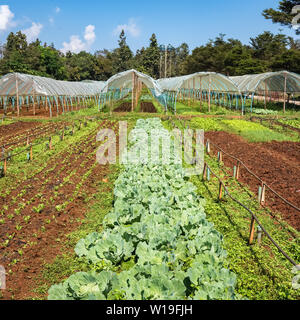 Frisches Gemüse wachsen im Garten. Stockfoto