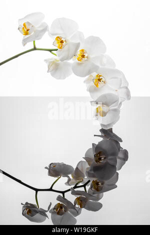 Weiße Orchidee Blumen im Boden wider. Sprig der Orchidee auf einem weißen Hintergrund. Hintergrund mit Orchidee Blumen und eine interessante Überlegung. Stockfoto