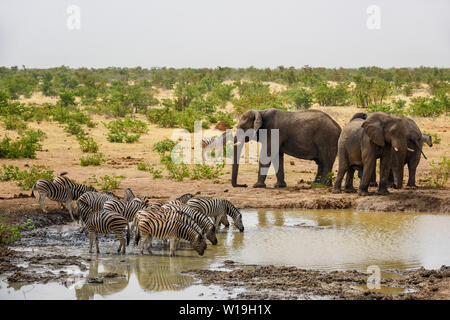 African Bush Elephant - Loxodonta africana, iconic Mitglied der afrikanischen Big Five Safari im Etosha, Namibia. Stockfoto