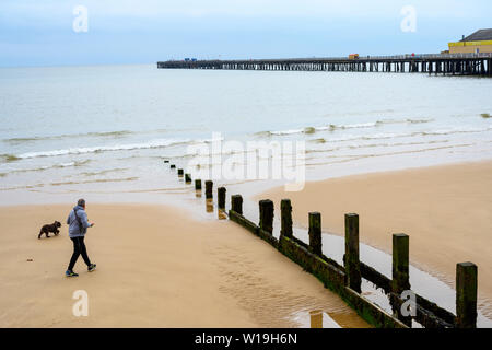 Dog Walker Walton auf der Naze Essex Stockfoto