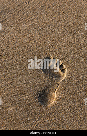 Eine einzelne Fußabdruck im Sand auf den Fistral Beach in Newquay in Cornwall. Stockfoto