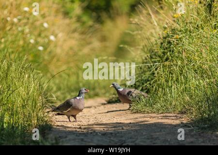Grau europäischen Holz Tauben, Columba Palumbus, Wandern auf trockenem Pfad zwischen grünen Gras mit weißen Blumen auf der Suche nach Essen. Einer von ihnen mit offenem Schnabel. Stockfoto