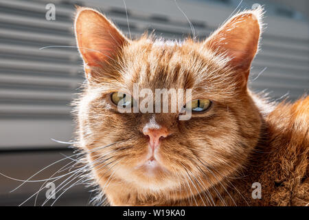 In der Nähe von Half-Persian orange Katze mit grünen Augen in die Kamera schaut. Stockfoto