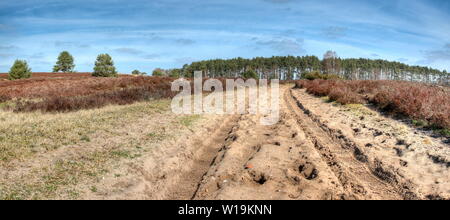 Im Naturpark Lüneburger Heide gibt es speziell ausgewiesene Pfade für Kutschen, wo Sie eine landschaftlich reizvolle Tour durch die Natur in der Schlitten nehmen können Stockfoto