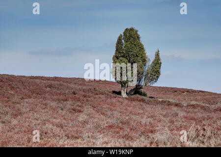 Single Juniper in der Heidelandschaft. Stockfoto