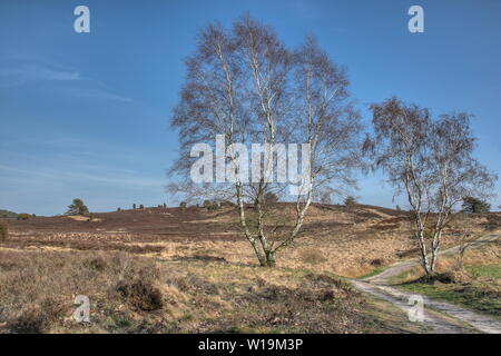 Sanfte Hügel, idyllische Wanderwege, gesäumt von Birken laufen durch das Naturschutzgebiet Lüneburger Heide. Stockfoto
