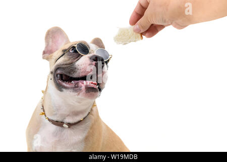 Französische Bulldogge Brille und Brot in der Hand auf weißem Hintergrund, Pet und Tier Konzept isoliert sehen Stockfoto