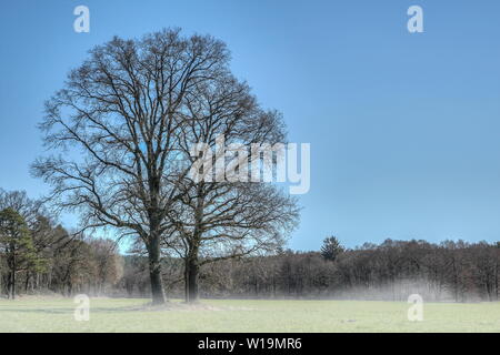 Riesige Eichen auf einer Weide im Frühling, viele Hunderte von Jahren alt, Symbol der Stärke und Ewigkeit. Stockfoto