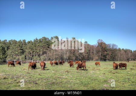 Eine Herde von Wilseder rote Vieh, ein Kreuz zwischen Hochland und shorthorn Rinder, die für die Pflege der Landschaft in der Lüneburger Heide verwendet werden. Stockfoto