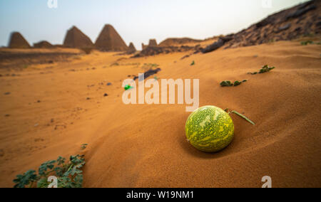 Wüste Melone in den Sand vor der Ruine der Pyramiden von Meroe, Sudan Stockfoto