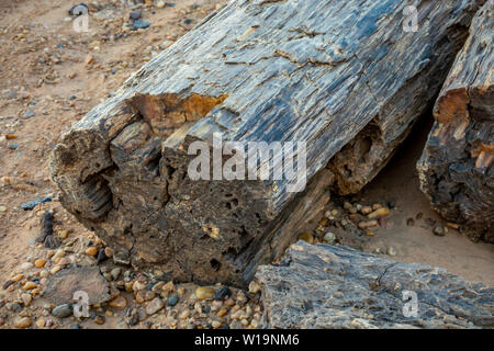 Versteinertes Holz Trunks in der Steinwüste im Sudan Stockfoto