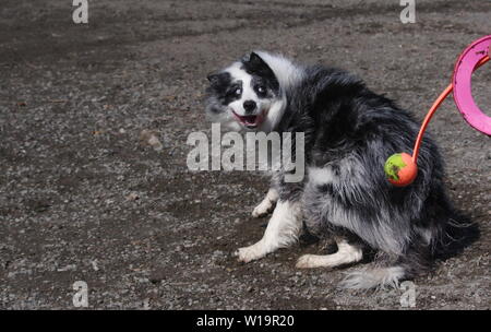 Border Collie warten auf Kugel Stockfoto