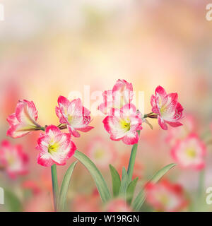 Rote Amaryllis Blumen blühen im Garten Stockfoto