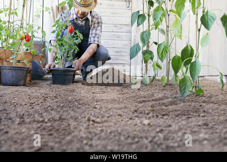 Man Werk aus Tomaten aus den Töpfen in den Boden der Gemüsegarten, Werke zu wachsen und mehr produzieren, Bild mit Kopie Raum Stockfoto