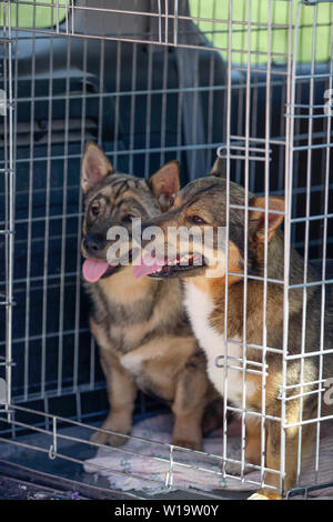 Schwedischer VALLHUND im Käfig im Laderaum des Fahrzeugs Stockfoto