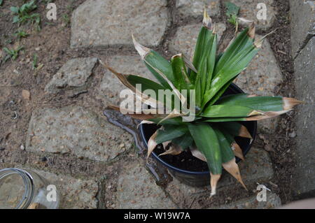 Sie Ihre eigenen Ananas Pflanze in einen schwarzen Topf des Bodens Stockfoto