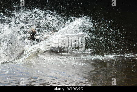 Springer Spaniel Betrieb in Wasser Stockfoto