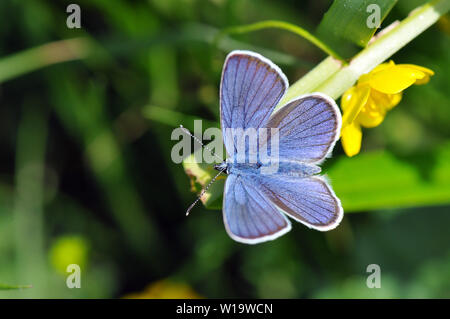 Mazarine blau, Rotklee-Bläuling, Polyommatus semiargus Stockfoto