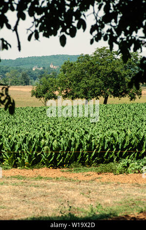 Tabakanbau in der Dordogne, Frankreich Stockfoto