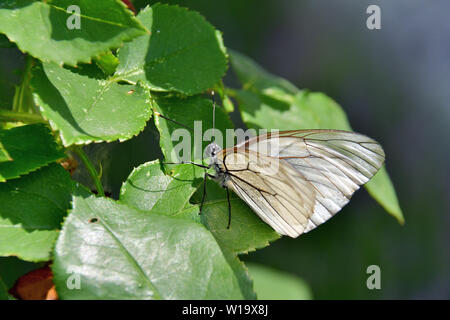 Schwarz-geädert weiß, Baum-Weißling, Aporia crataegi, galagonyalepke, Rumänien, Europa Stockfoto