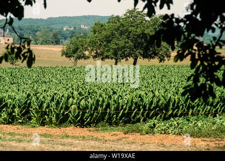 Tabakanbau in der Dordogne, Frankreich Stockfoto