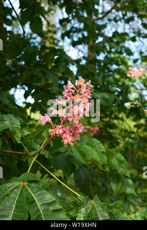 Rosa Blüten von Aesculus x Dryas Baum Stockfoto