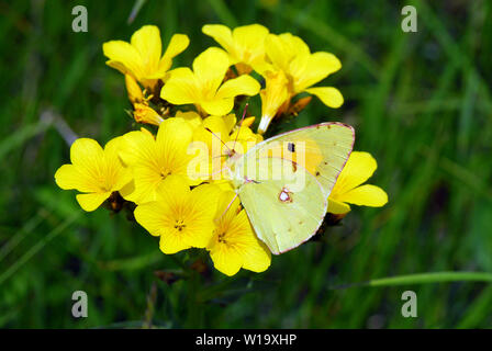 Getrübt gelb, Postillon, Colias croceus, sáfránylepke Stockfoto