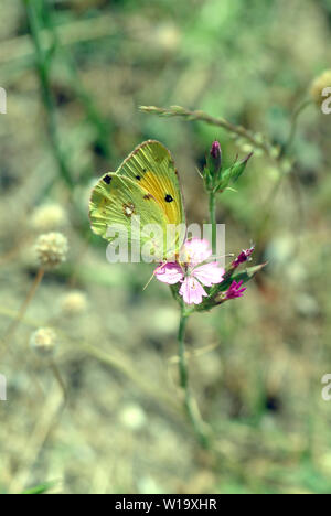 Getrübt gelb, Postillon, Colias croceus, sáfránylepke Stockfoto