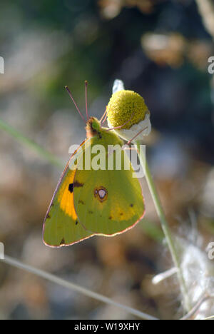 Getrübt gelb, Postillon, Colias croceus, sáfránylepke Stockfoto