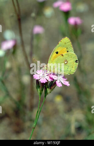 Getrübt gelb, Postillon, Colias croceus, sáfránylepke Stockfoto