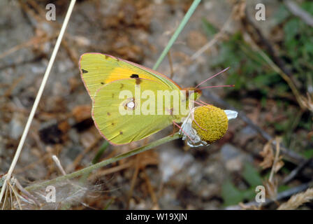 Getrübt gelb, Postillon, Colias croceus, sáfránylepke Stockfoto