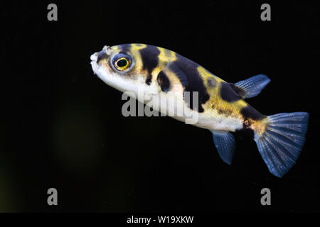 Colomesus Asellus (Südamerikanischen) Kugelfische, auch bekannt als Amazon Kugelfische Stockfoto