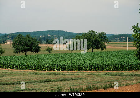 Tabakanbau in der Dordogne, Frankreich Stockfoto