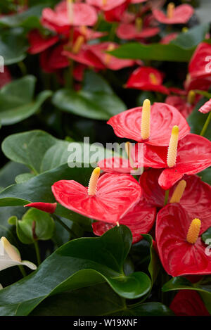 Anthurium rot Blütenstand Stockfoto