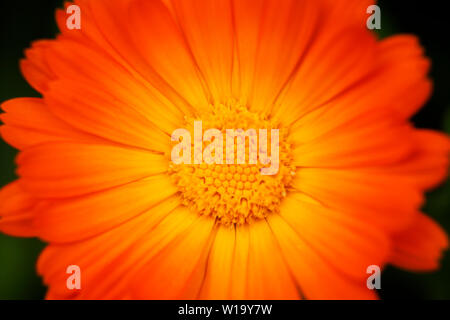 Schöne orange Blume in Nahaufnahme Stockfoto
