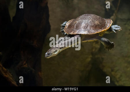 Roti Insel snake-necked Turtle/McCord's snakeneck Schildkröte (Chelodina mccordi) Schwimmen unter Wasser im Teich, native auf der Roten Insel in Indonesien Stockfoto